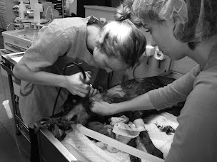 Photo n°14 de Clinique Vétérinaire Du Biassa à Charmes (Clinique vétérinaire)