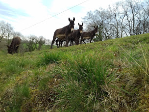 Photo n°19 de chez hourclé Charme et calme aux pieds des Pyrénées à Arthez-d'Asson (Agence de location de maisons de vacances)
