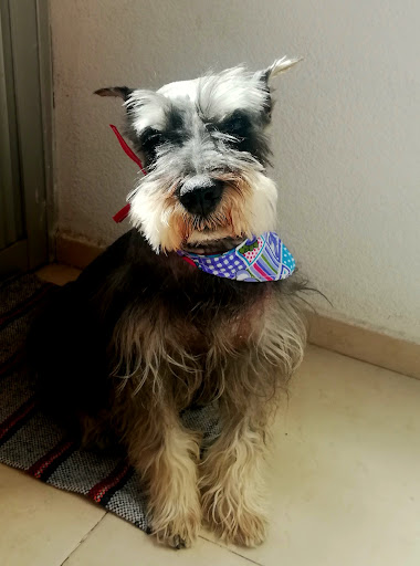 Memorial Pets - Crematorio de mascotas Gallery - Mexico