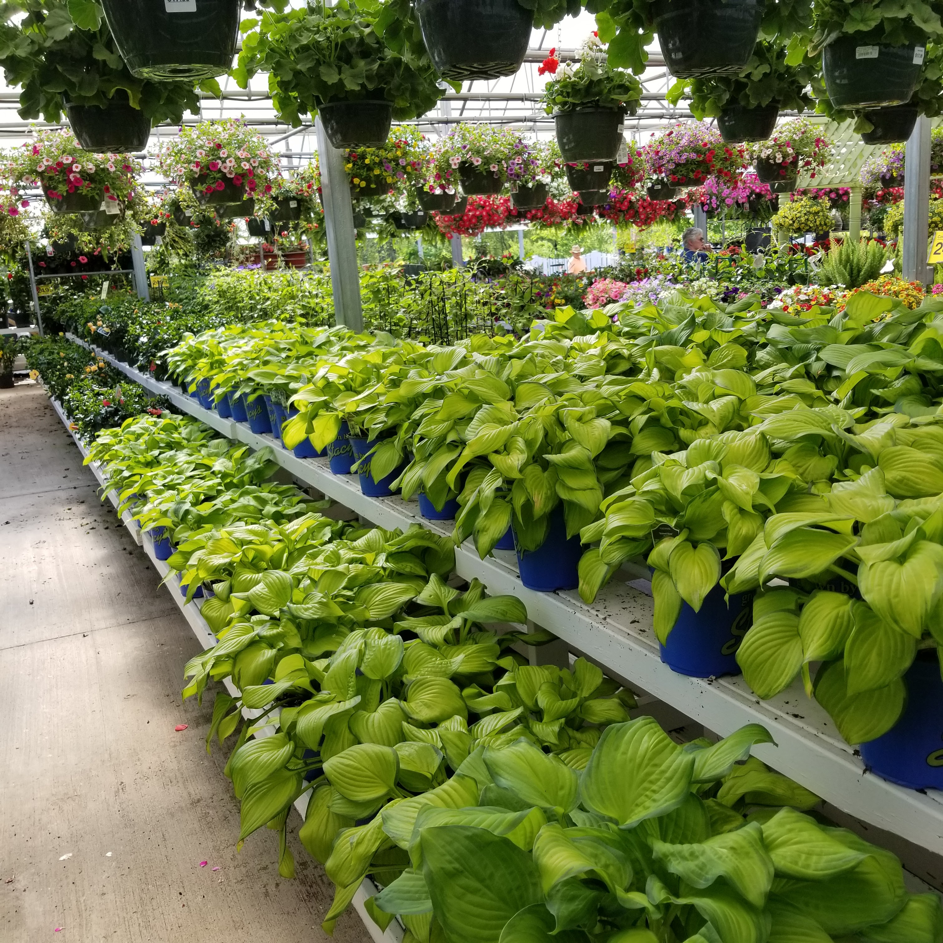 Stacy's Garden World