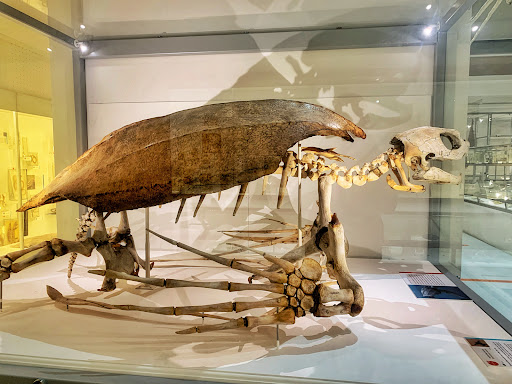 University Museum Of Zoology - Thumbnail