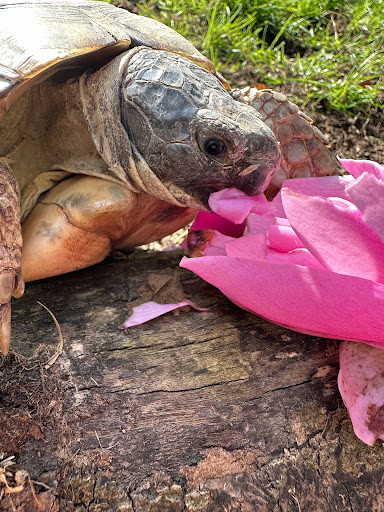 The Tortoise Hut - Thumbnail