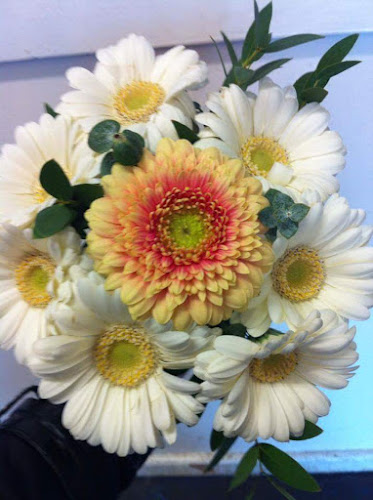 Comments and reviews of Passion Flower