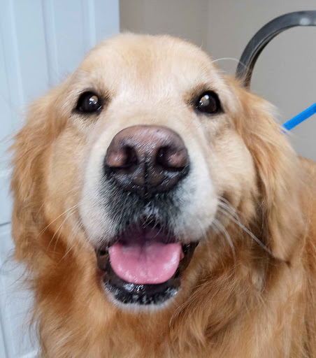 Mountain Mutts Dog Grooming - Thumbnail