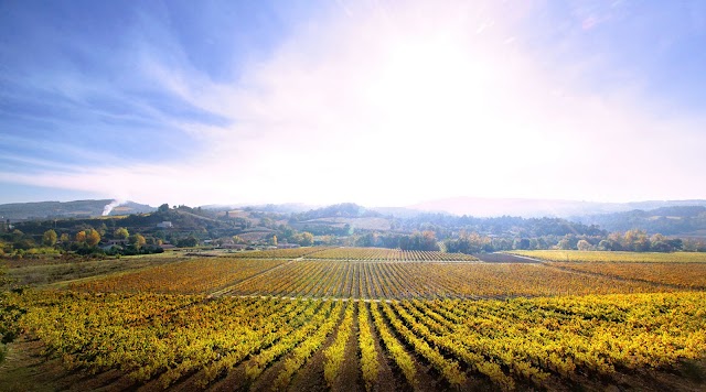 Domaine J Laurens -producteur de vin - Crémants et blanquette de Limoux