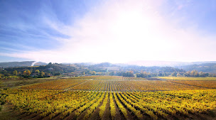 Photo n°7 de Domaine J Laurens à La Digne-d'Aval (Établissement vinicole)