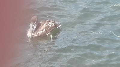 Photos of Crystal Lodge Dive Center