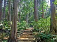 赤沢自然休養林の木曾ヒノキ