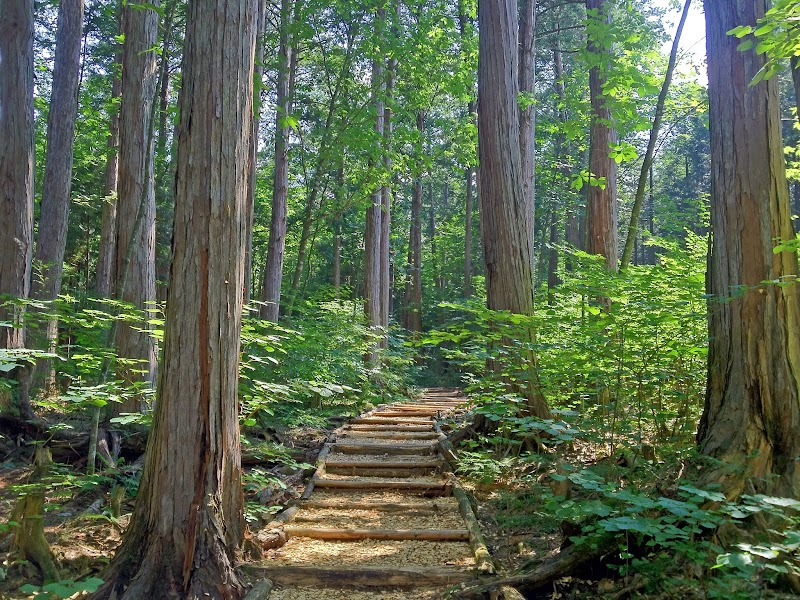 赤沢自然休養林の木曾ヒノキ