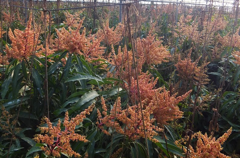 あだち果樹農園・足立フルーツ