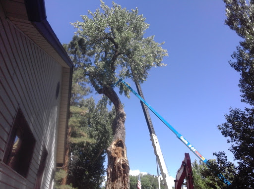 Ute Council Tree - Trunk Monument - Thumbnail