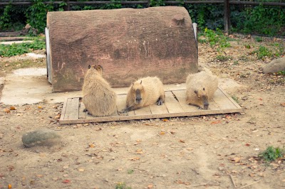 Photos of Shanghai Wild Animal Park