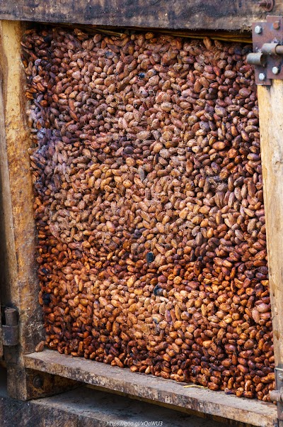 Photos of Unocace Cocoa Plantation