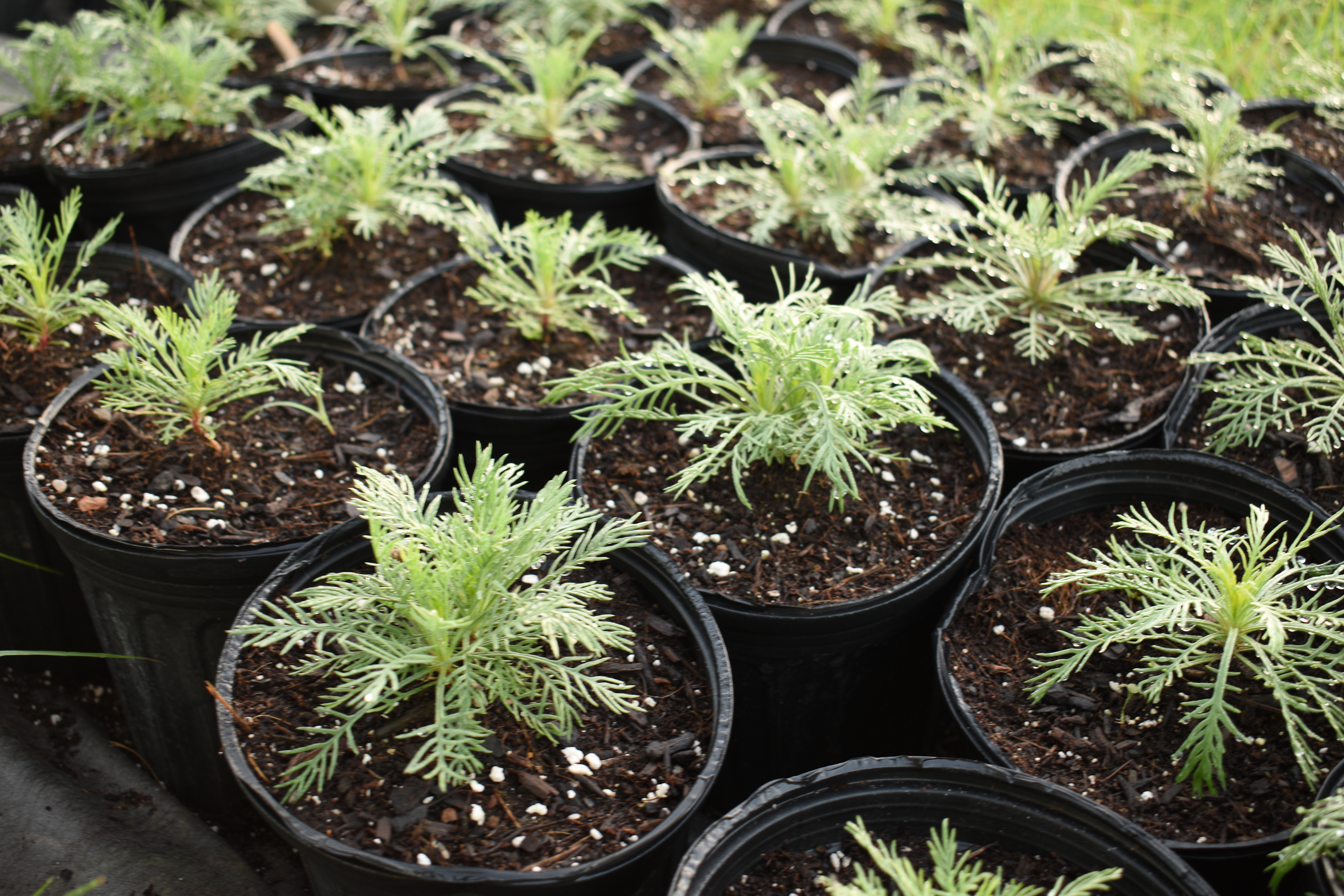 Sycamore Hill Nursery, LLC