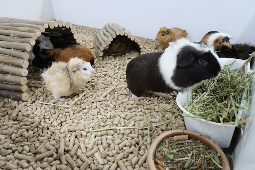 CHERI KIDDO CATTERY