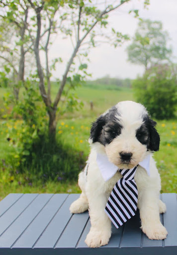 Animal Benefit Care
