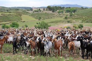 Photo n°1 de Brousse du Rove famille Gouiran à Le Rove (Producteur de bétail)