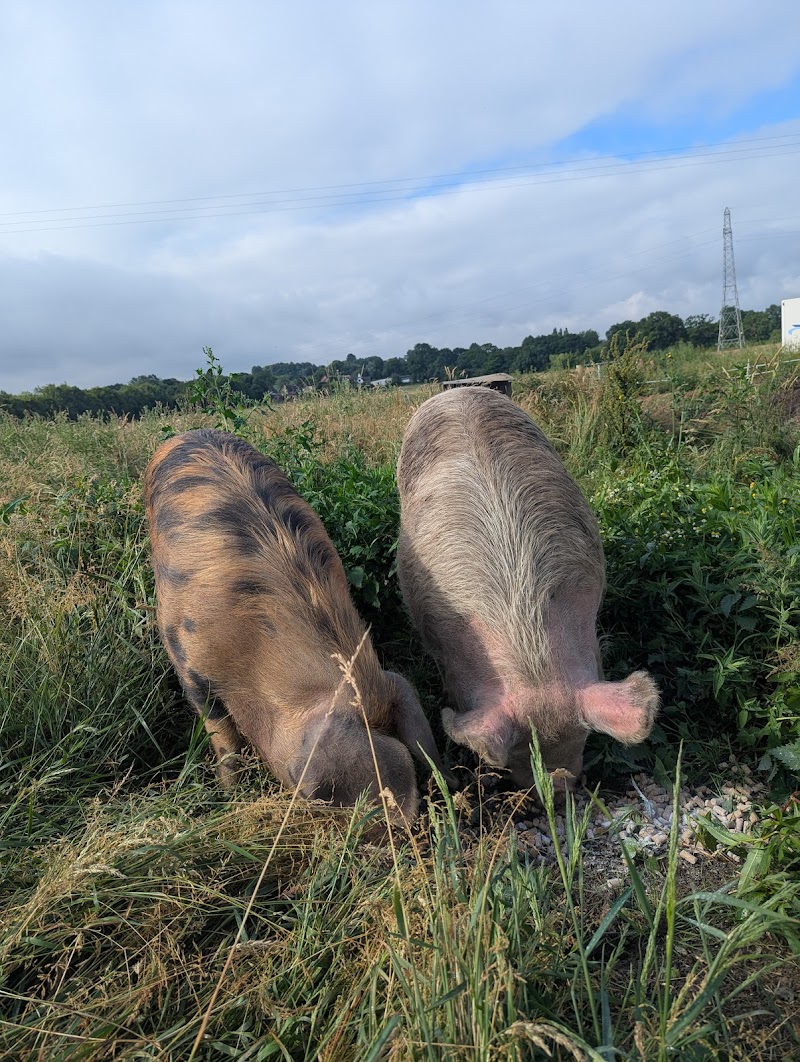 Cuddington Manor Farm photo 2
