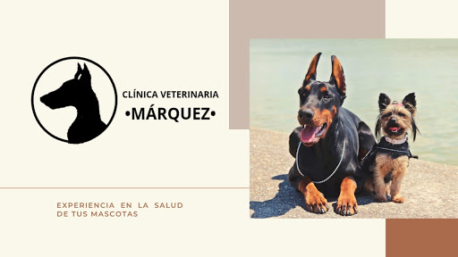 Veterinaria "Márquez" - Thumbnail