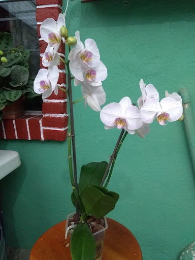 La Niña de las Orquídeas I - Thumbnail