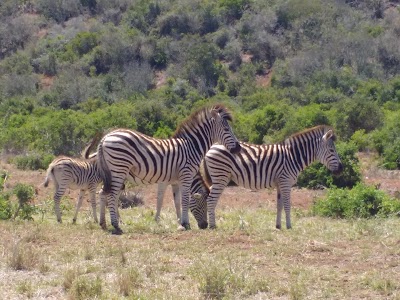 Photos of Schotia Safaris Private Game Reserve