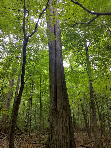 Baker Woods - Visual