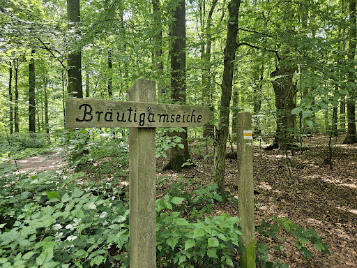 Bridegroom's Oak - Thumbnail