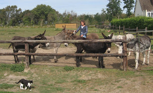Photo n°10 de Autour de l'âne à Port-Bail-sur-Mer (Centre de randonnée équestre)