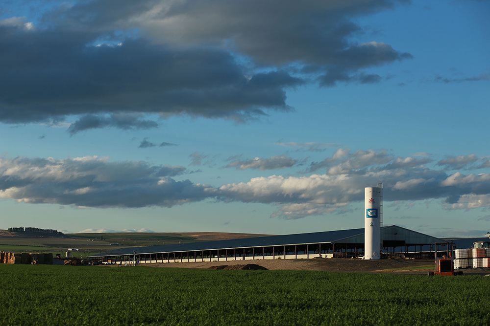 Royal Dairy