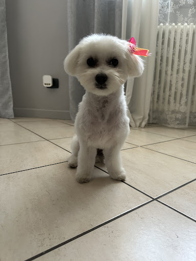 Miss Groomer - Pet Salon - Thumbnail