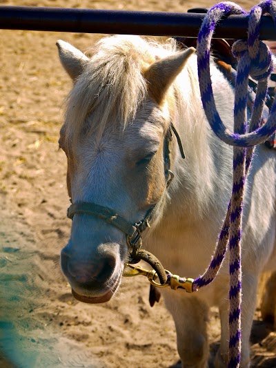 Bunker Park Stables