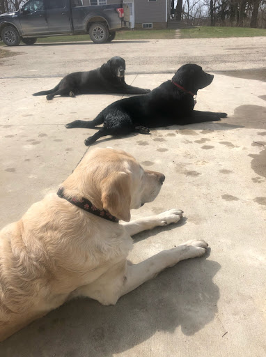 College for Canines Gallery - United States