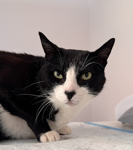 Felinaria - Thumbnail