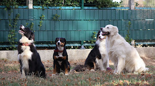 Photo n°14 de La COLO des 4 Pattes à Coufouleux (Pension pour chiens)