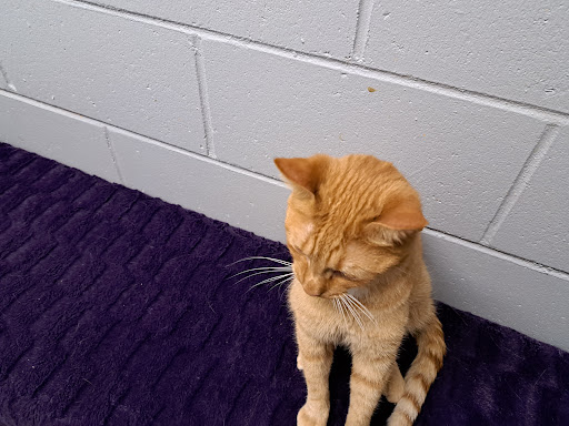 SOS Animal Shelter - Thumbnail
