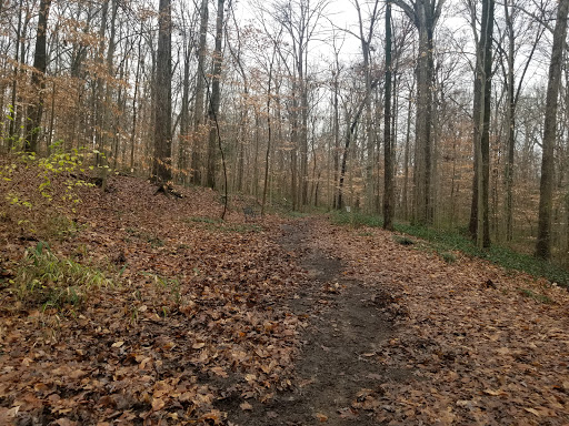 Frazer Forest - Visual