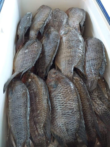 Camarones de Sinaloa - Thumbnail