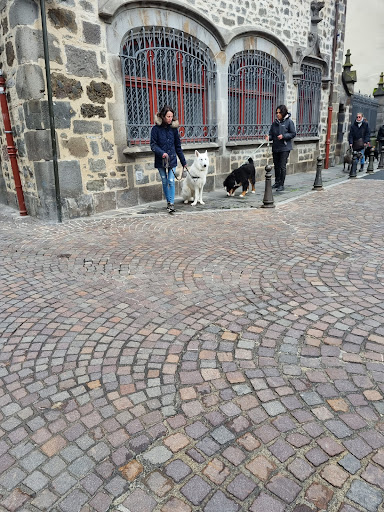 Educateur canin - Dressage - Socialisation - Comportementaliste - Gallery - France