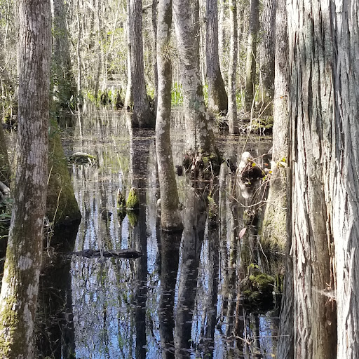 Fanny Bay Boardwalk Interpretive Trail - Thumbnail
