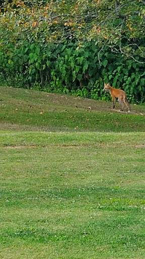 Holston Hills Golf Course - Thumbnail