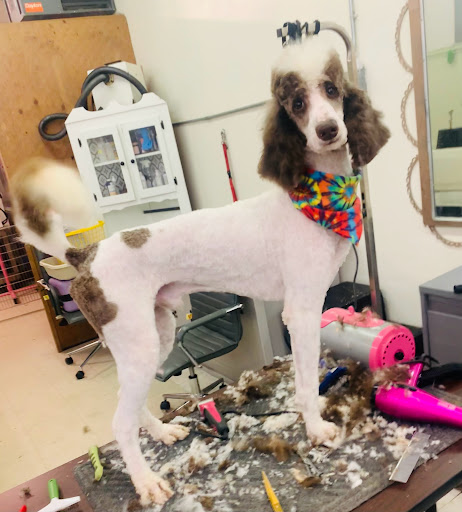 Gina's Clean & Cozy Petcare