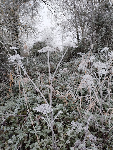 Thorpe Hay Meadow