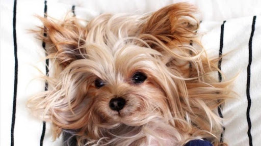 Sally's pet grooming - Thumbnail