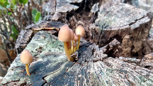 Funghi Farm Mallorca - Thumbnail