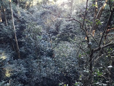 Photos of Dlinza Forest Nature Reserve