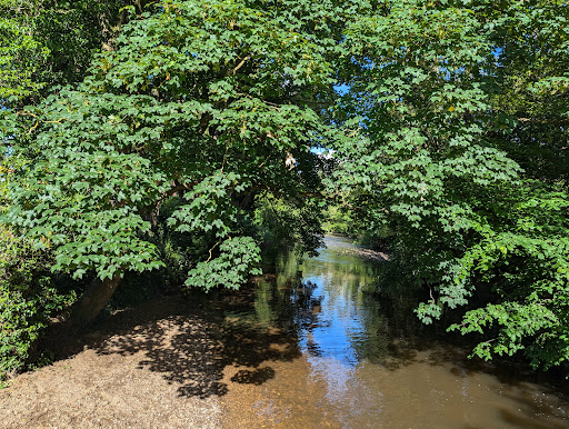 Riverside Oak - Thumbnail