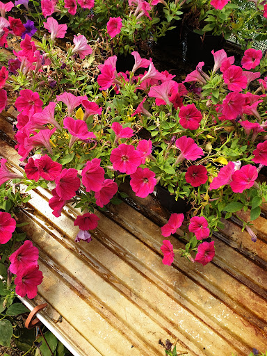 Magia dei Fiori - Thumbnail