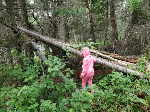Spray Lake Hiking Trail Gallery - Canada