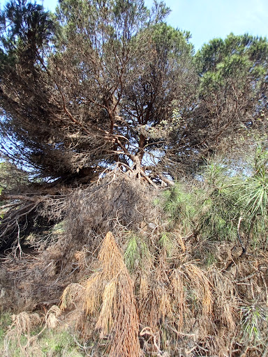 Centorami - Visual