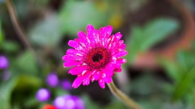 Photos of Tarikur Rahman Photography